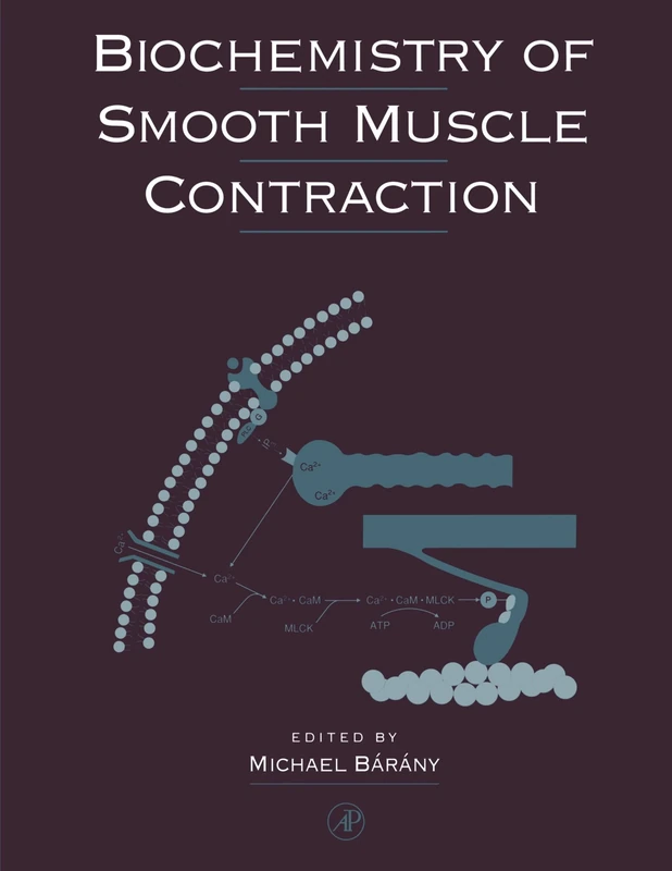 Biochemistry of Smooth Muscle Contraction