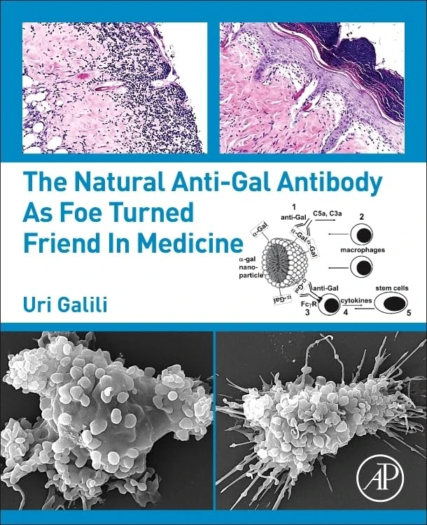 The Natural Anti-Gal Antibody as Foe Turned Friend in Medicine - Image 1