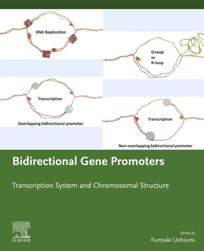 Bidirectional Gene Promoters: Transcription system and chromosomal structure