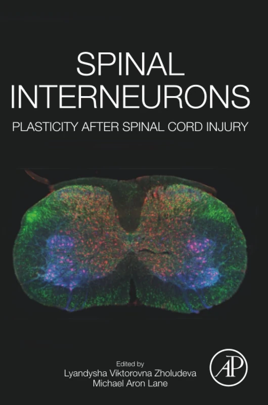 Spinal Interneurons: Plasticity after Spinal Cord Injury