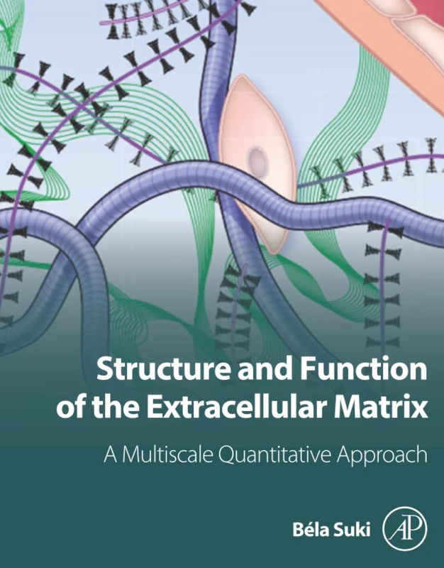 Structure and Function of the Extracellular Matrix: A Multiscale Quantitative Approach