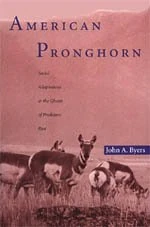 American Pronghorn – Social Adaptations & the Ghosts of Predators Past