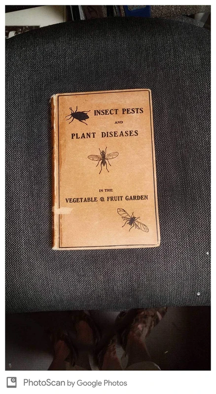 Insects of the Amazon Forest