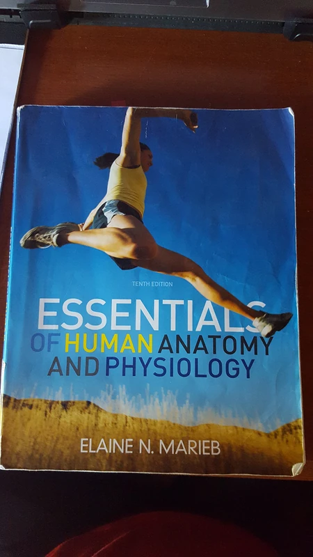 Essentials of Human Anatomy & Physiology