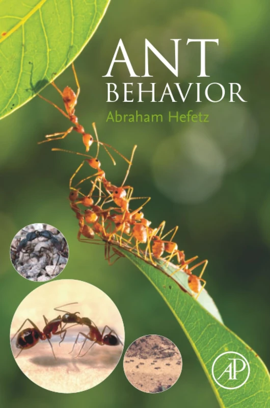 Ant Behavior - Image 1