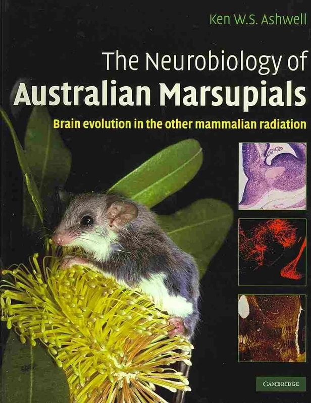 The Neurobiology of Australian Marsupials: Brain Evolution in the Other Mammalian Radiation