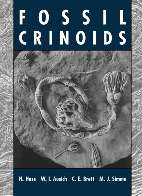 Fossil Crinoids