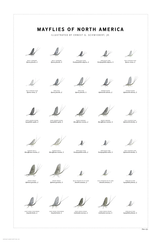 Mayflies of North America Print Set - Image 1