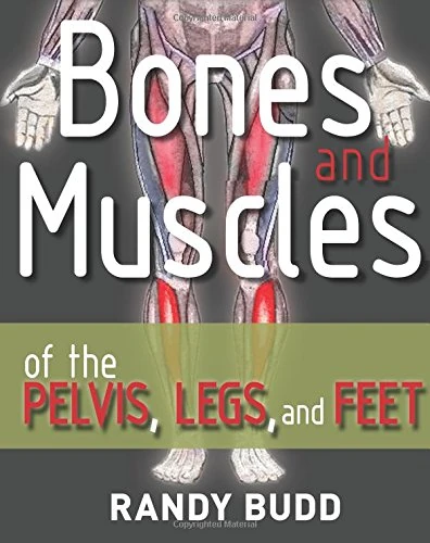 Bones and Muscles of the Pelvis, Legs, and Feet: A human anatomy reference guide - Image 1
