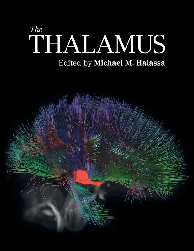 The Thalamus - Image 1
