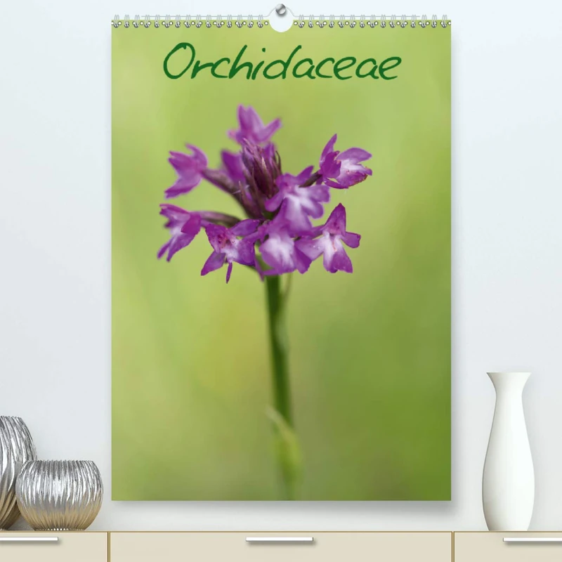 Orchidaceae 2020: Orchidées de France (Calvendo Nature)