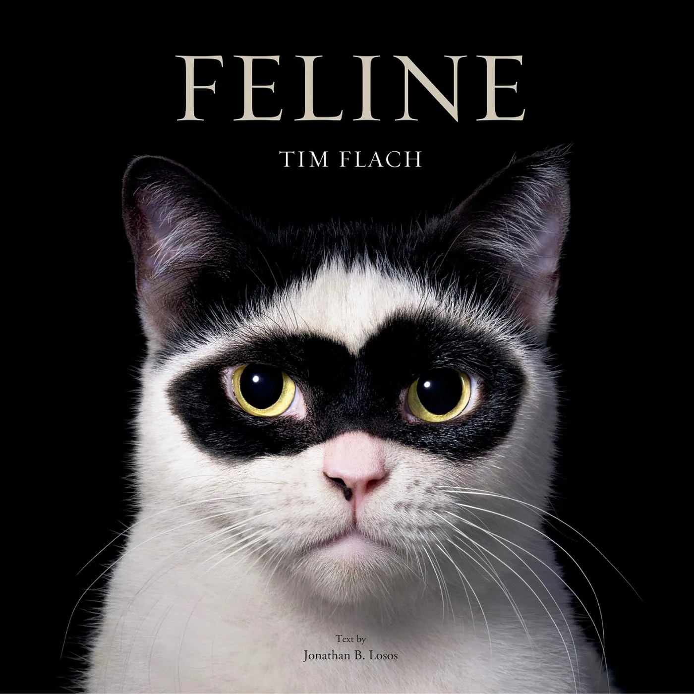 Feline: Photographs