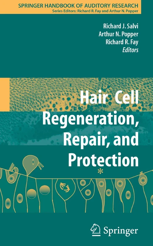 Hair Cell Regeneration, Repair, and Protection: 33 (Springer Handbook of Auditory Research, 33) - Image 1