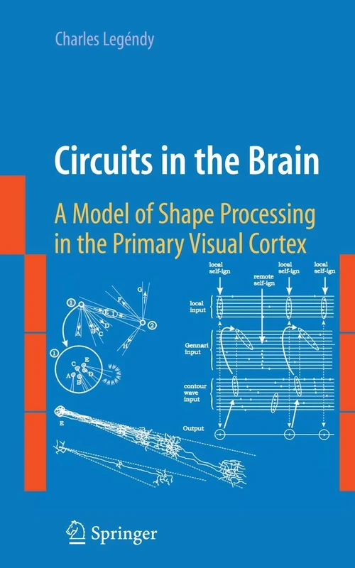 Circuits in the Brain: A Model of Shape Processing in the Primary Visual Cortex