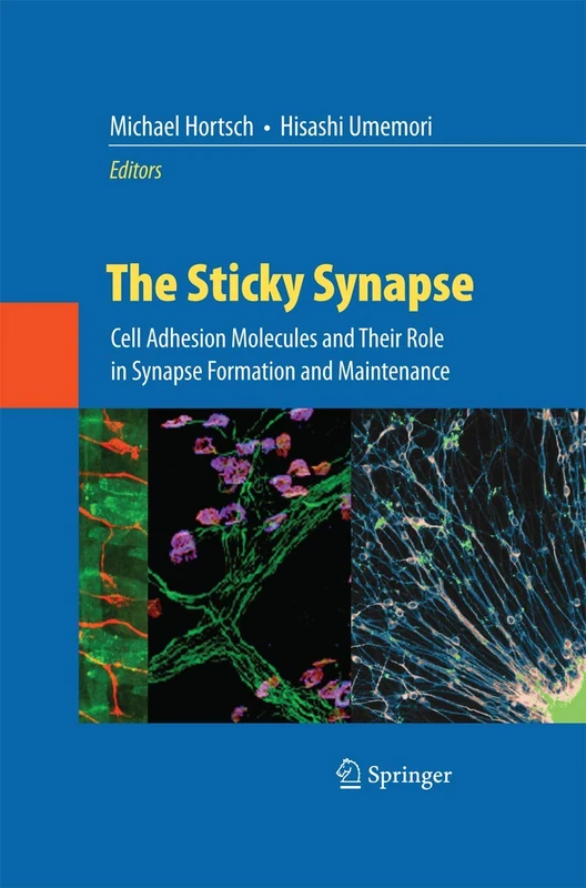 The Sticky Synapse: Cell Adhesion Molecules and Their Role in Synapse Formation and Maintenance
