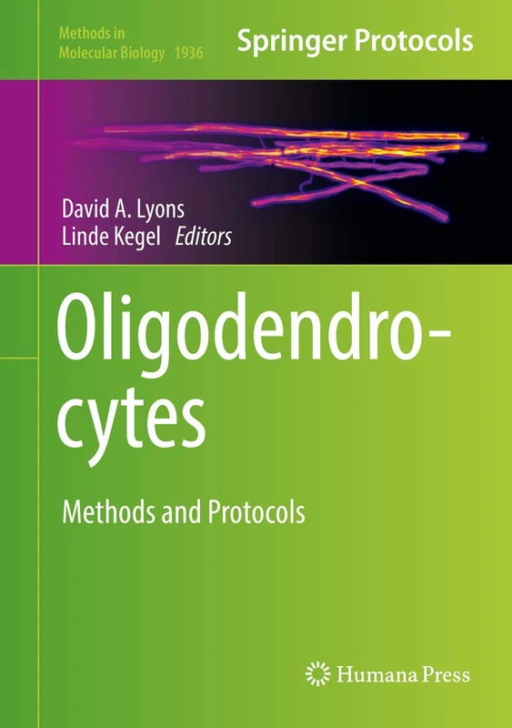 Oligodendrocytes: Methods and Protocols: 1936 (Methods in Molecular Biology, 1936)