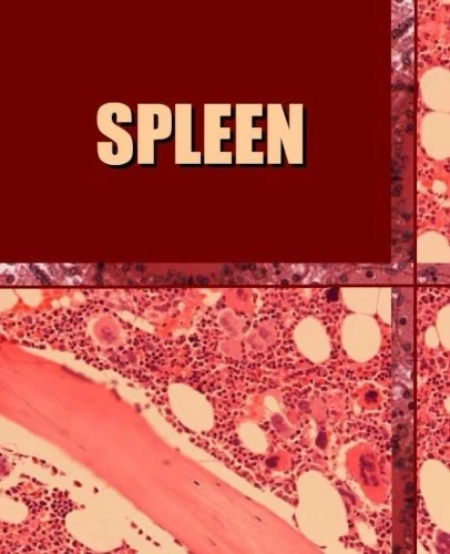 Spleen - Image 1