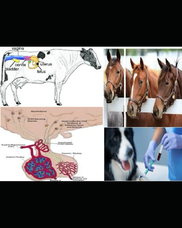 Veterinary Endocrinology and Reproductive Disorders: Veterinary Reproduction
