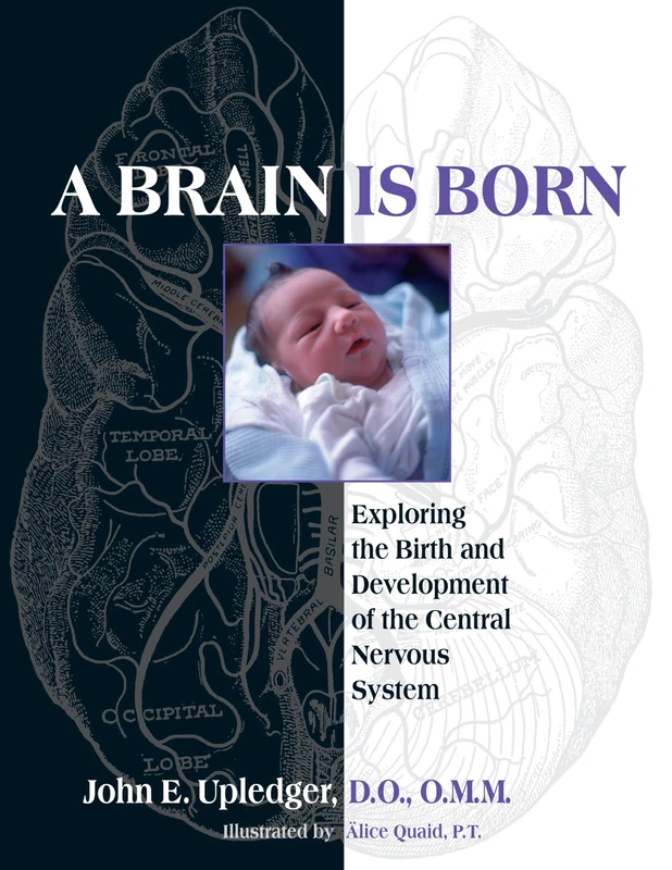 A Brain Is Born: Exploring the Birth and Development of the Central Nervous System - Image 1