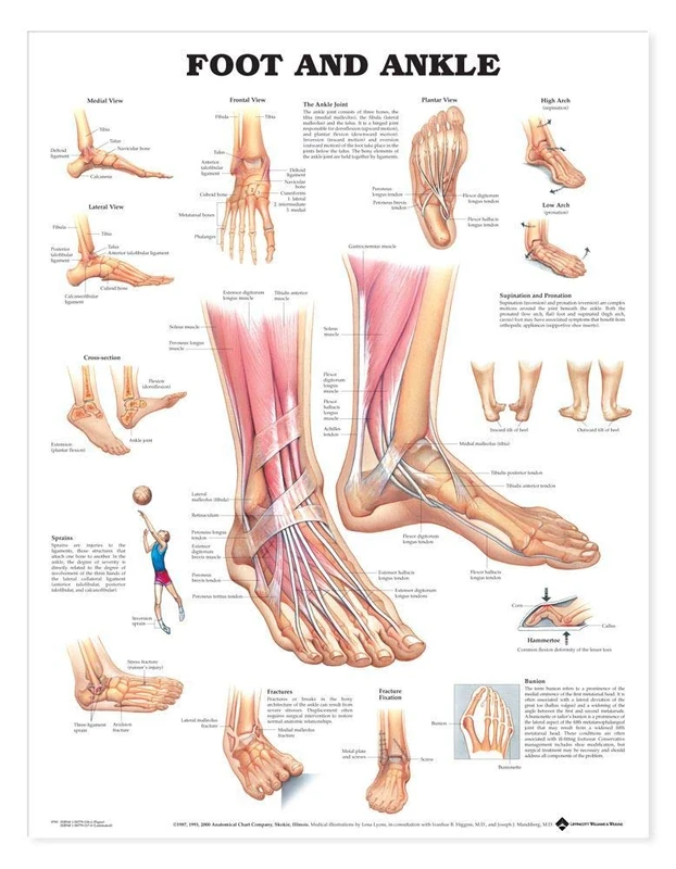 Lippincott Williams & Wilkins Foot and Ankle Anatomical Chart