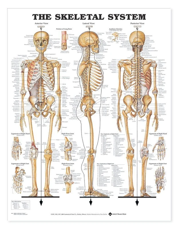 The Skeletal System Giant Chart - Image 1
