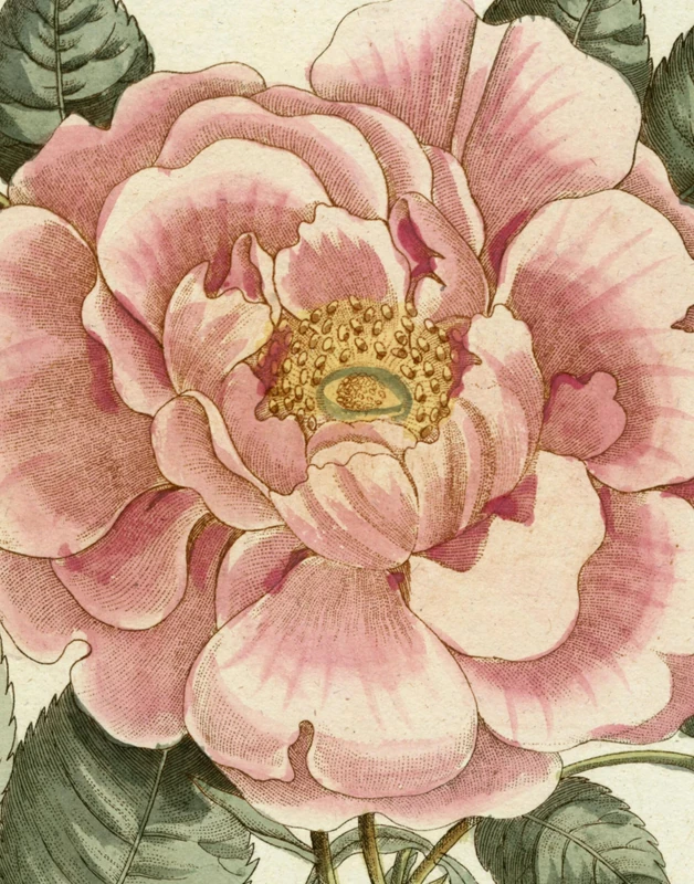 John Derian Picture Book II: 2 - Image 1