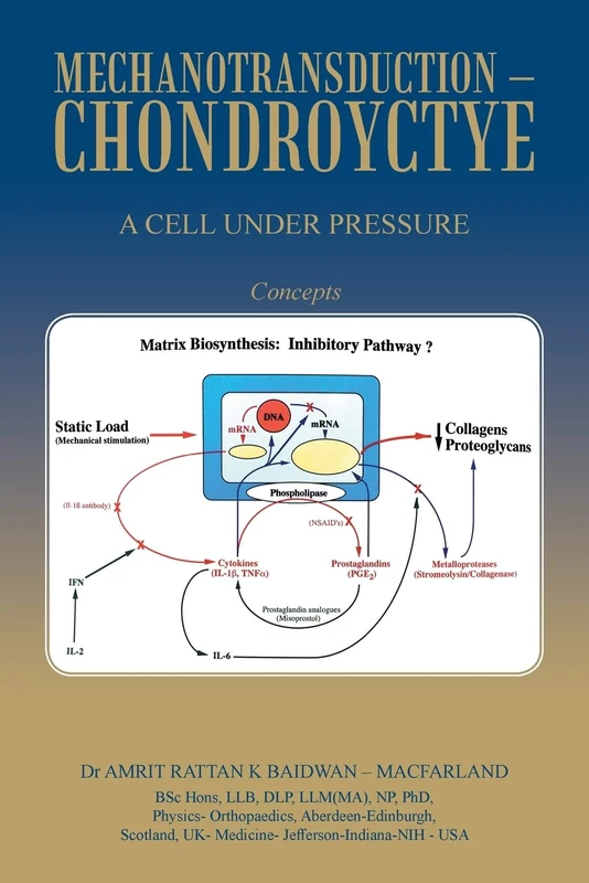 MECHANOTRANSDUCTION – CHONDROYCTYE: A CELL UNDER PRESSURE - Image 1
