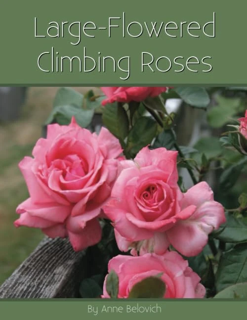 Large-Flowered Climbing Roses - Image 1