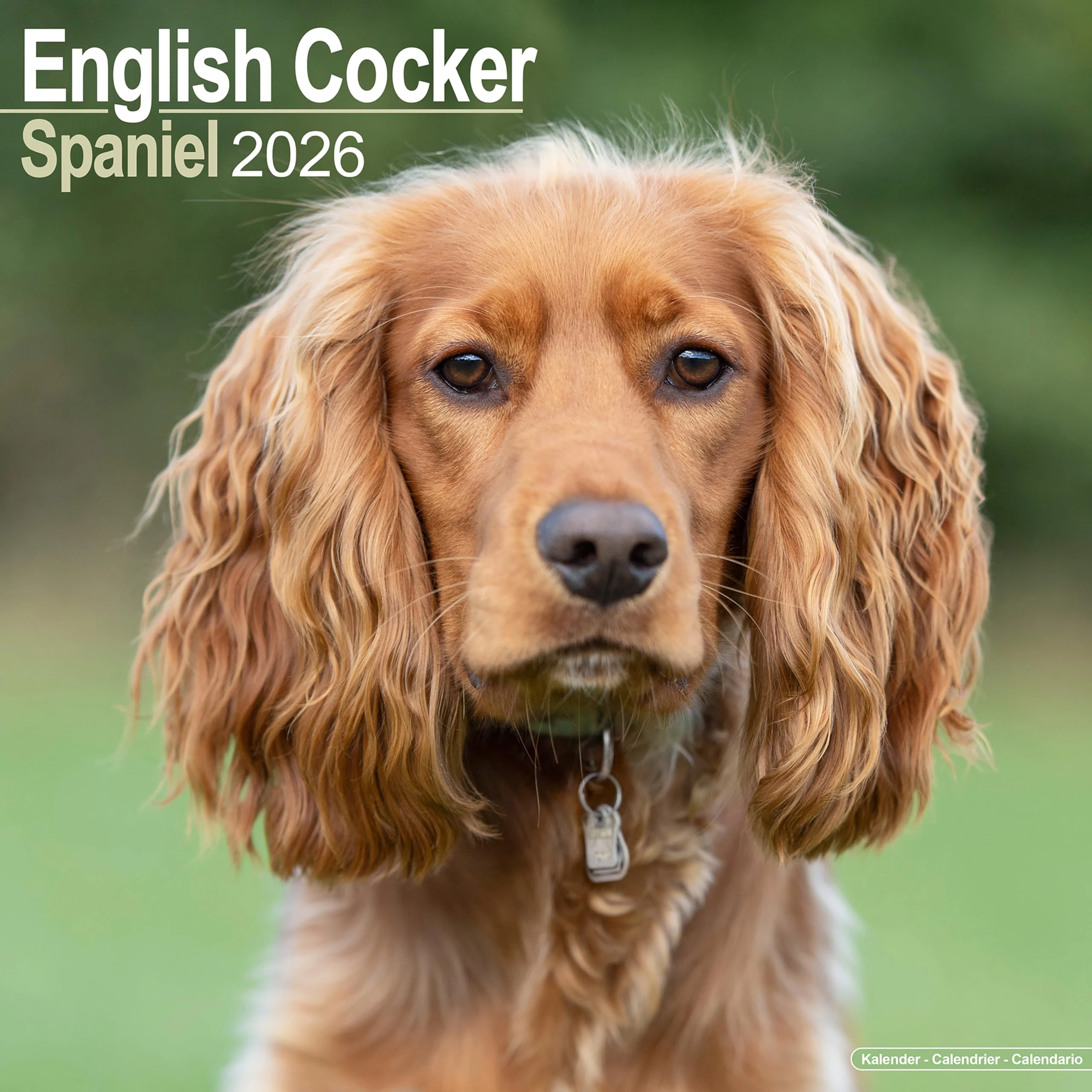 English Cocker Spaniel 2026 Calendar | Square Wall Calendar | Dog Breed Gift | Plastic Free Packaging | by Avonside Publishing