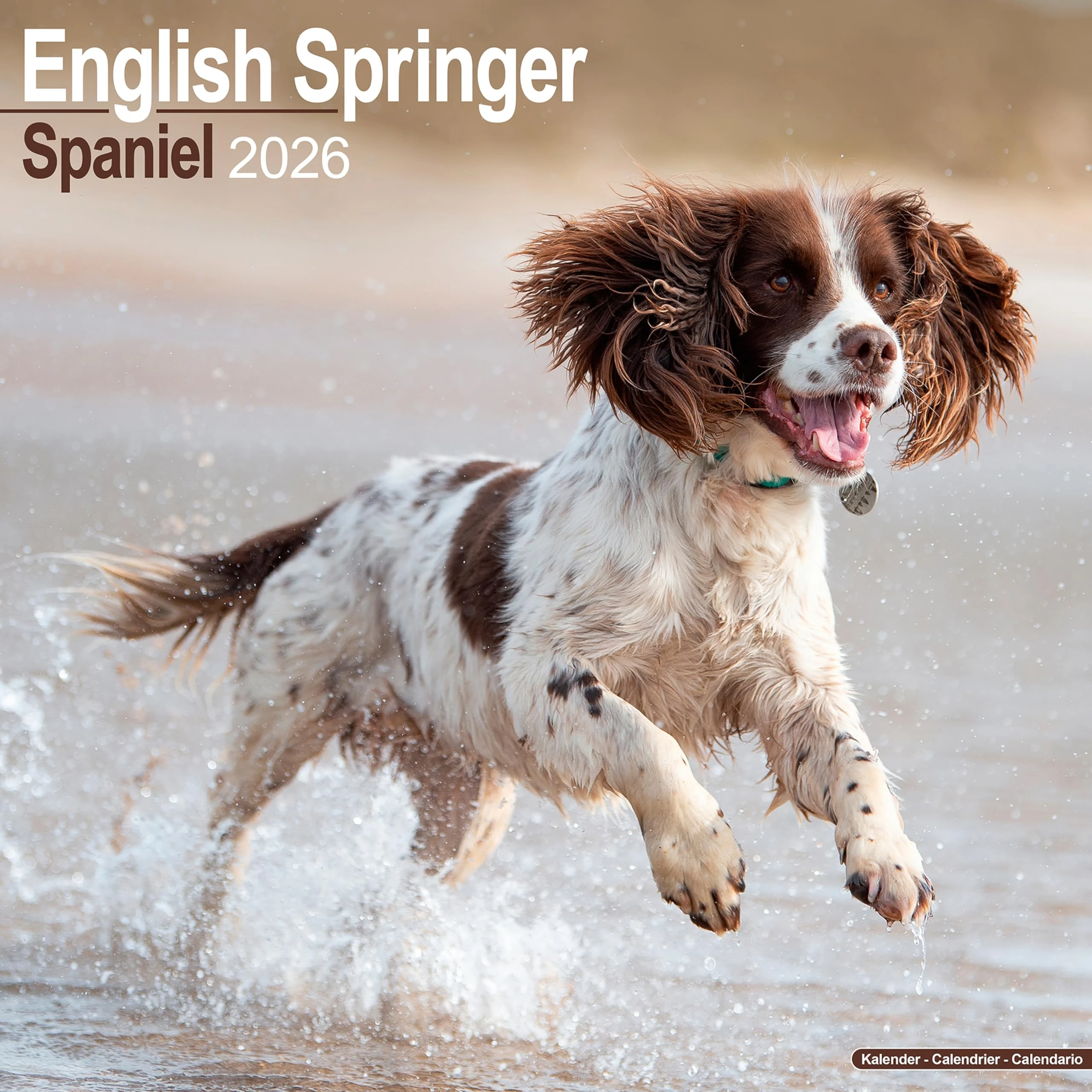 English Springer Spaniel 2026 Calendar | Square Wall Calendar | Dog Breed Gift | Plastic Free Packaging | by Avonside Publishing