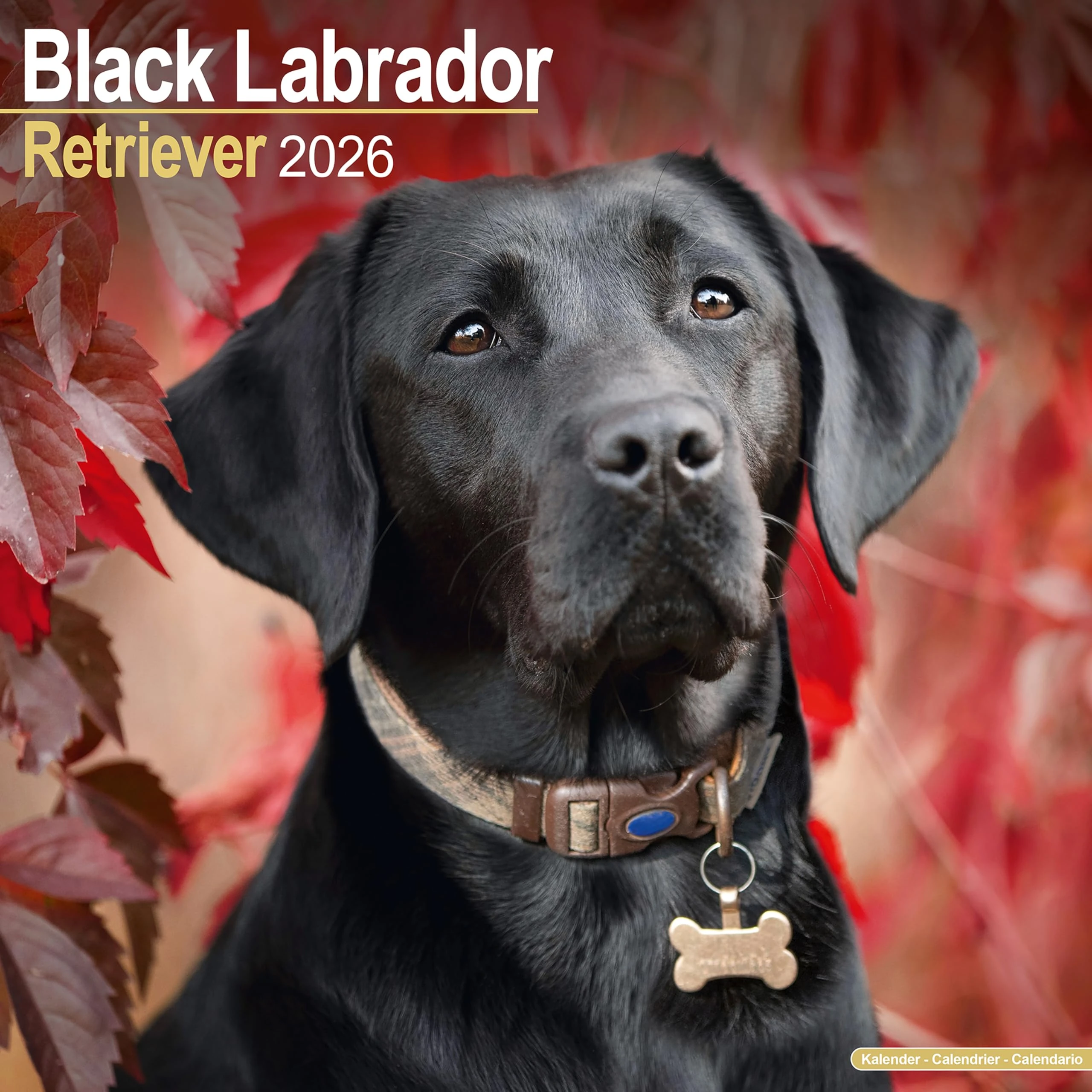 Black Labrador Retriever 2026 Calendar | Square Wall Calendar | Dog Breed Gift | Plastic Free Packaging | by Avonside Publishing