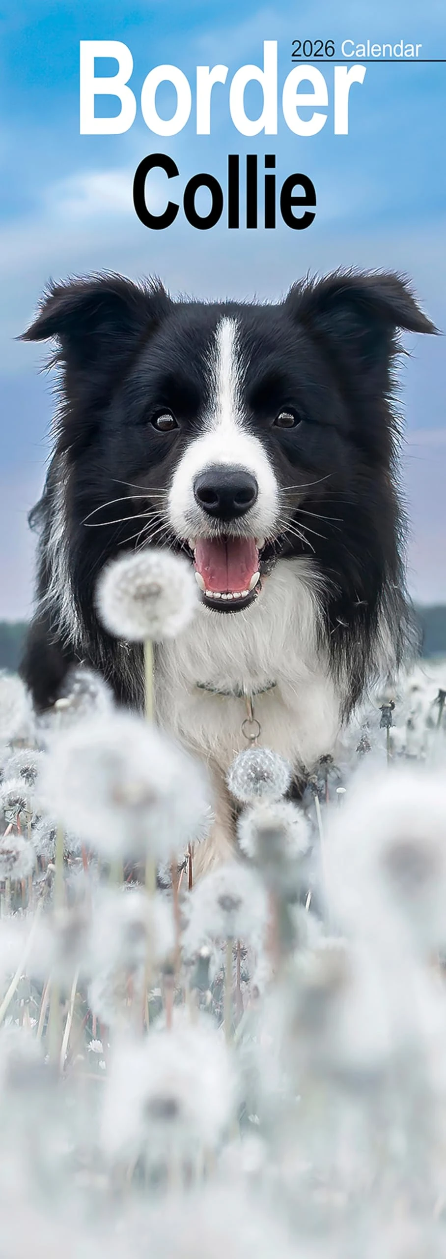 Border Collie Slim 2026 Calendar | Slimline Wall Calendar | Dog Breed Gift | Plastic Free Packaging | by Avonside Publishing