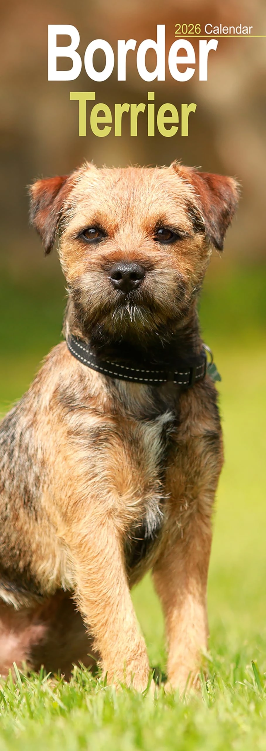 Border Terrier Slim 2026 Calendar | Slimline Wall Calendar | Dog Breed Gift | Plastic Free Packaging | by Avonside Publishing