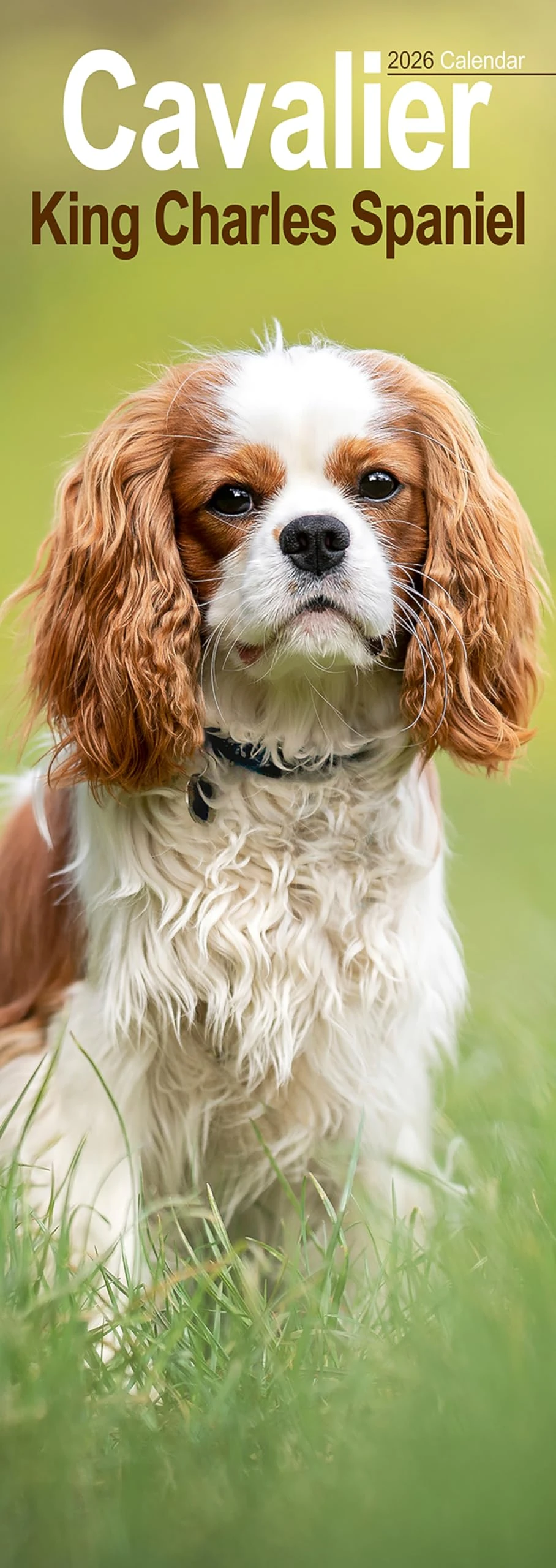 Cavalier King Charles Spaniel Slim 2026 Calendar | Slimline Wall Calendar | Dog Breed Gift | Plastic Free Packaging | by Avonside Publishing