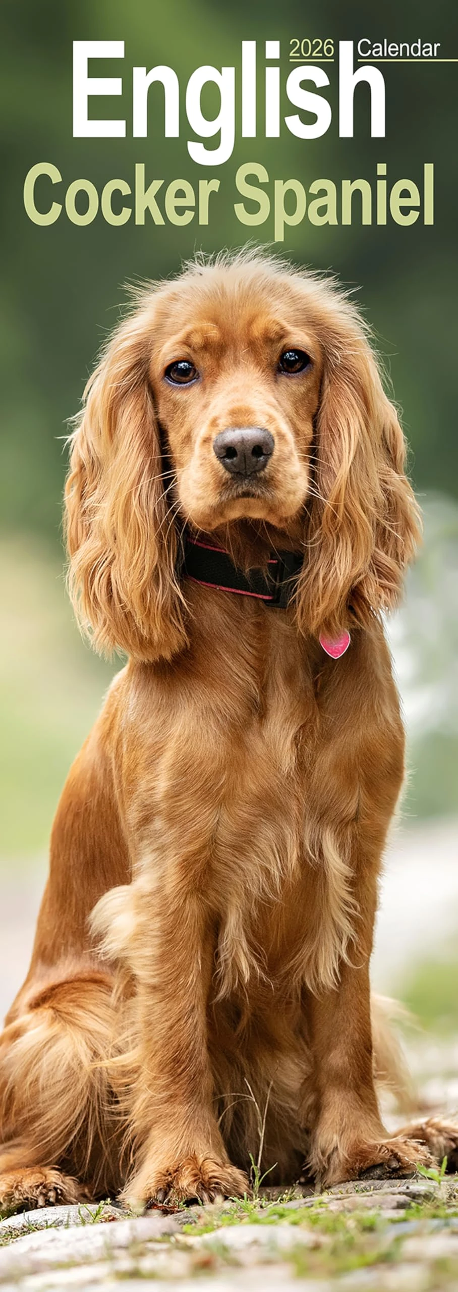 English Cocker Spaniel Slim 2026 Calendar | Slimline Wall Calendar | Dog Breed Gift | Plastic Free Packaging | by Avonside Publishing