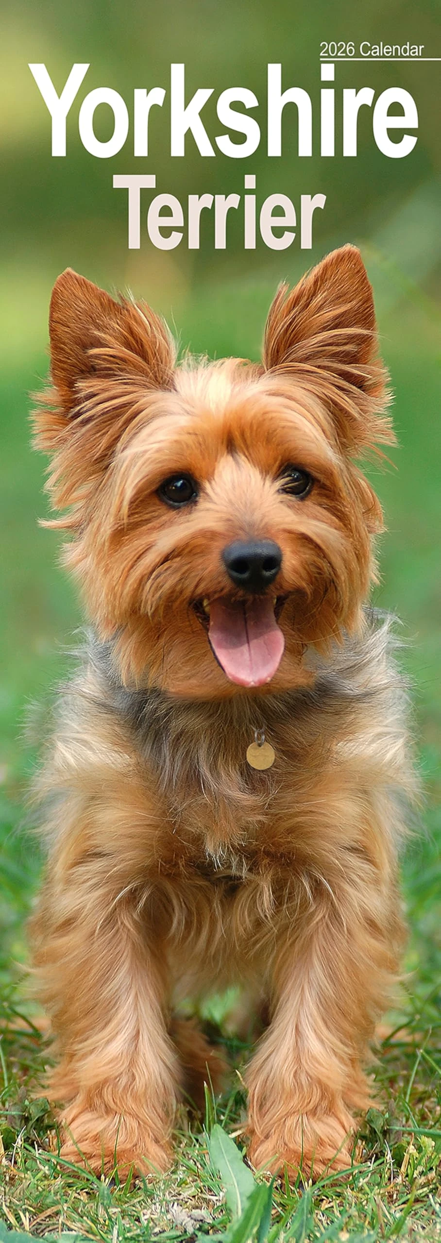 Yorkshire Terrier Slim 2026 Calendar | Slimline Wall Calendar | Dog Breed Gift | Plastic Free Packaging | by Avonside Publishing