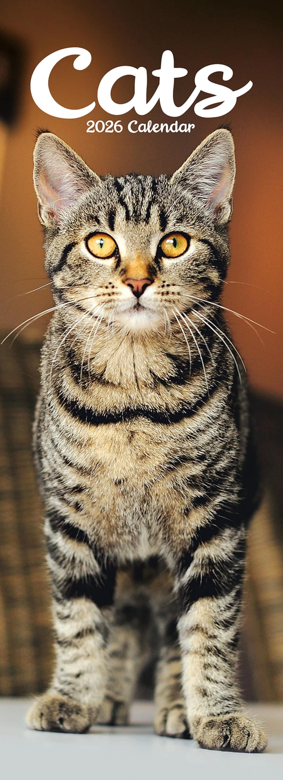 Cats Slim 2026 Calendar | Slimline Wall Calendar | Cat Gift | Plastic Free Packaging | by Avonside Publishing