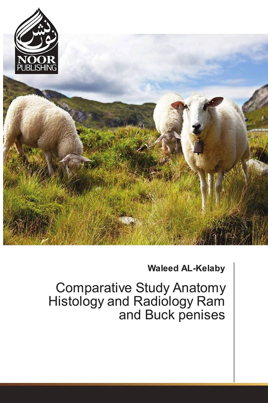 Comparative Study Anatomy Histology and Radiology Ram and Buck penises - Image 1