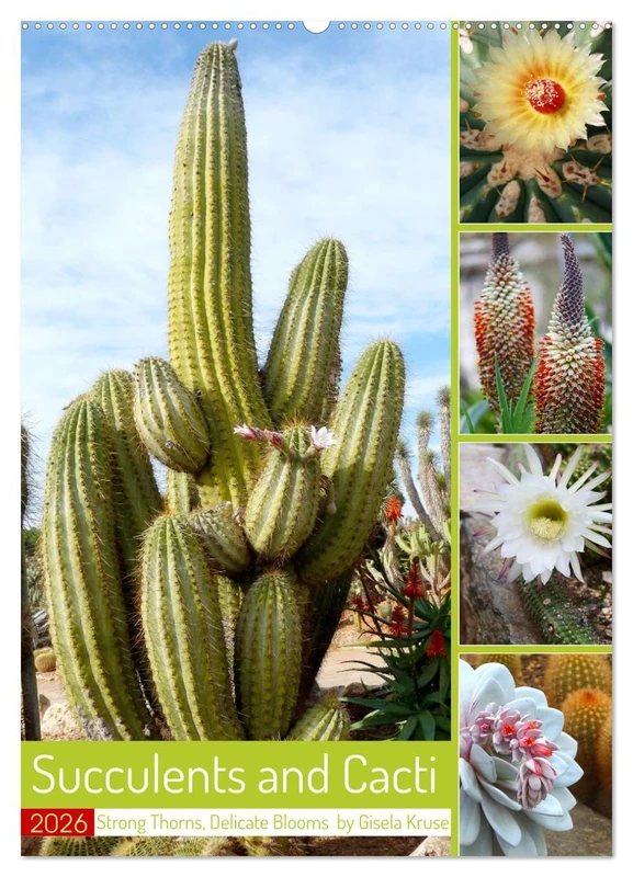 Succulents and Cacti - Strong Thorns, Delicate Blooms (Wall Calendar 2026 DIN A2 portrait), CALVENDO 12 Month Wall Calendar: A look at the beauty of thorny sun worshippers - Image 1
