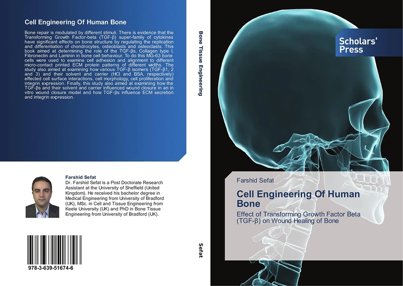 Cell Engineering Of Human Bone: Effect of Transforming Growth Factor Beta (TGF-β) on Wound Healing of Bone