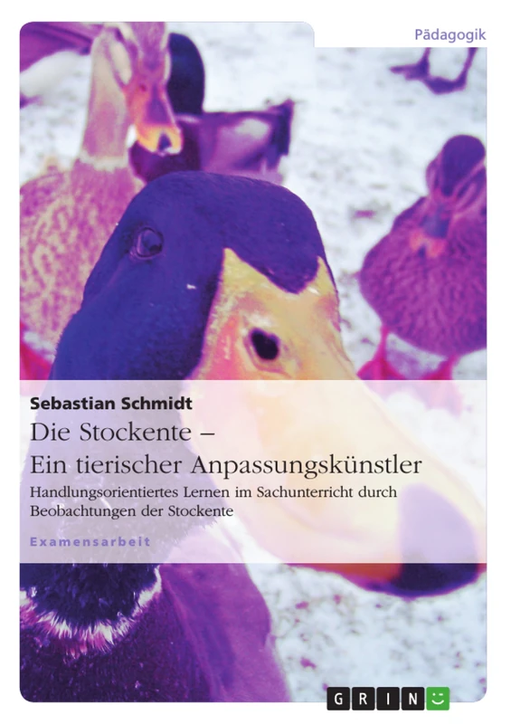 Die Stockente - ein tierischer Anpassungskünstler: Handlungsorientiertes Lernen im Sachunterricht durch Beobachtungen der Stockente - Image 1