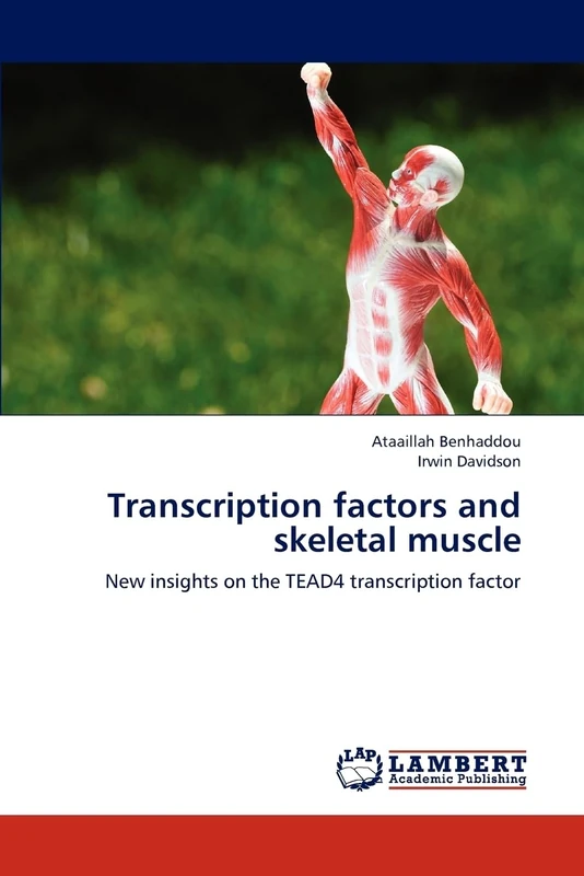 Transcription factors and skeletal muscle: New insights on the TEAD4 transcription factor