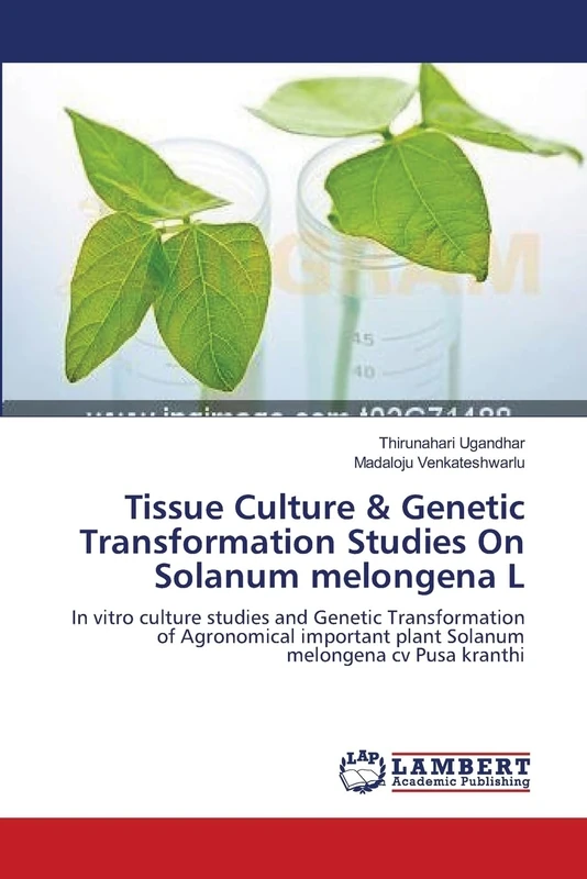 Tissue Culture & Genetic Transformation Studies On Solanum melongena L: In vitro culture studies and Genetic Transformation of Agronomical important plant Solanum melongena cv Pusa kranthi - Image 1