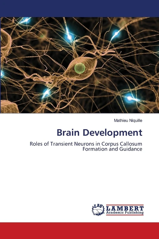Brain Development: Roles of Transient Neurons in Corpus Callosum Formation and Guidance