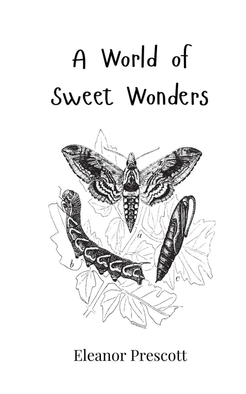 A World of Sweet Wonders