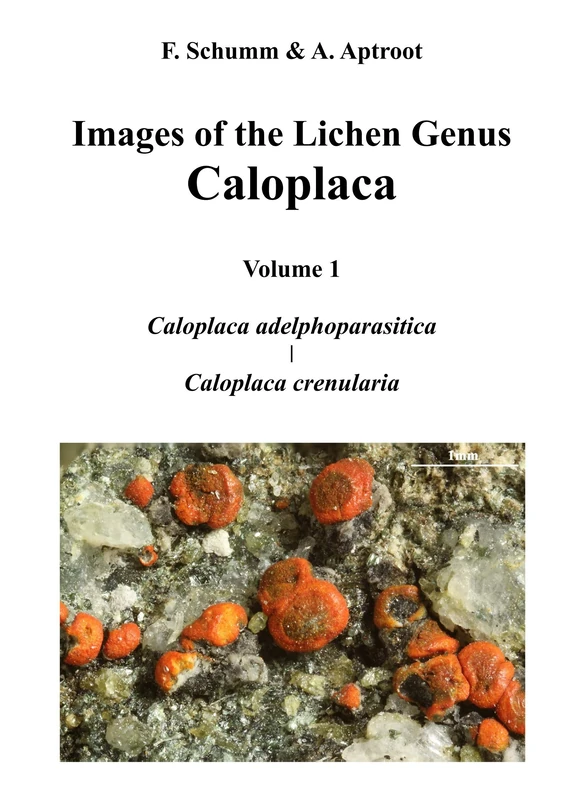Images of the Lichen Genus Caloplaca, Vol 1: Caloplaca adelphoparasitica, Caloplaca crenularia