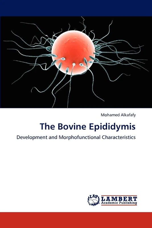 The Bovine Epididymis: Development and Morphofunctional Characteristics