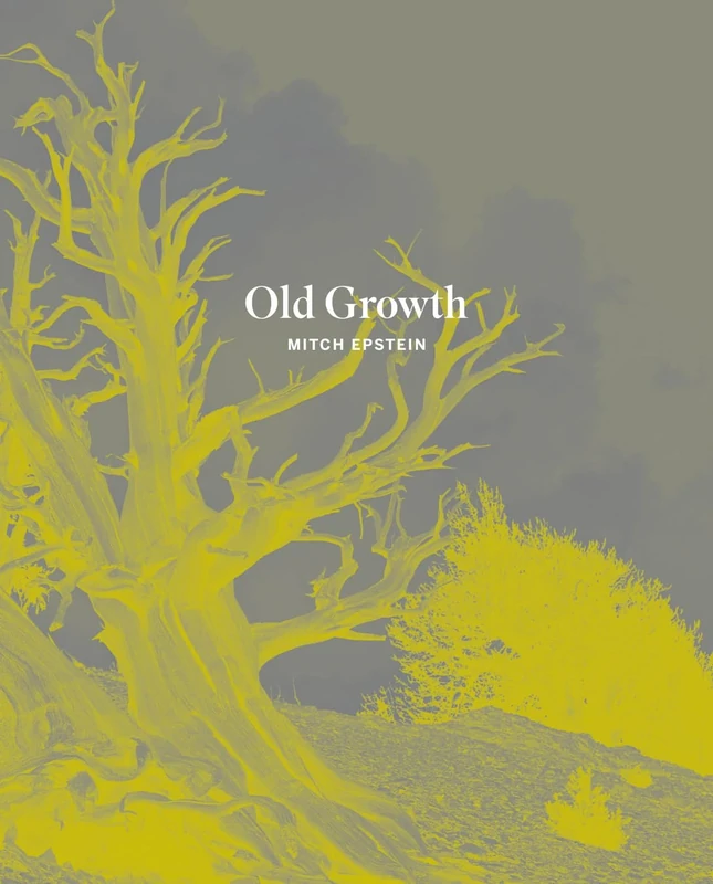 Old Growth - Image 1