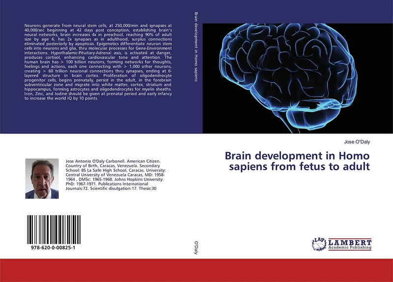 Brain development in Homo sapiens from fetus to adult