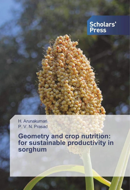 Geometry and crop nutrition: for sustainable productivity in sorghum